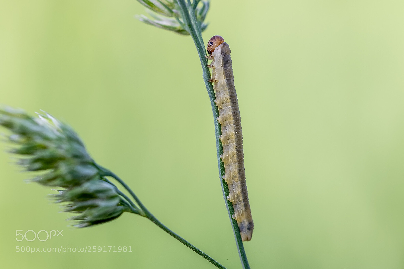 Canon EOS 7D Mark II sample photo. Caterpillar  photography