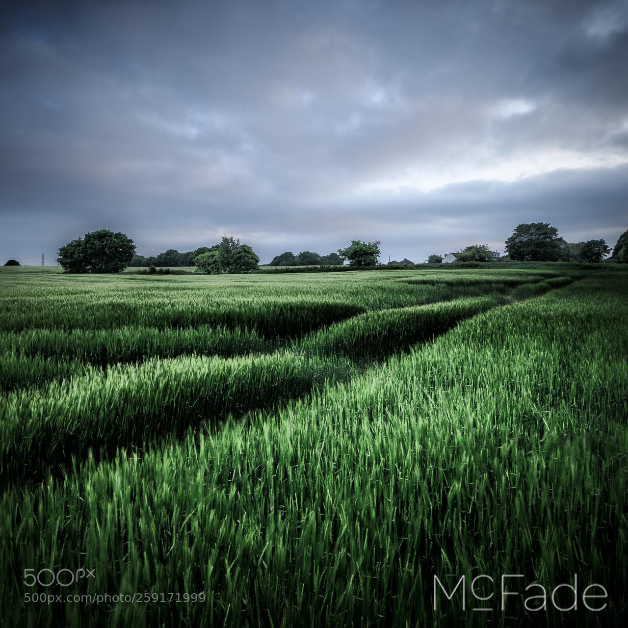Canon EOS 5D Mark IV sample photo. Young barley - 022 photography