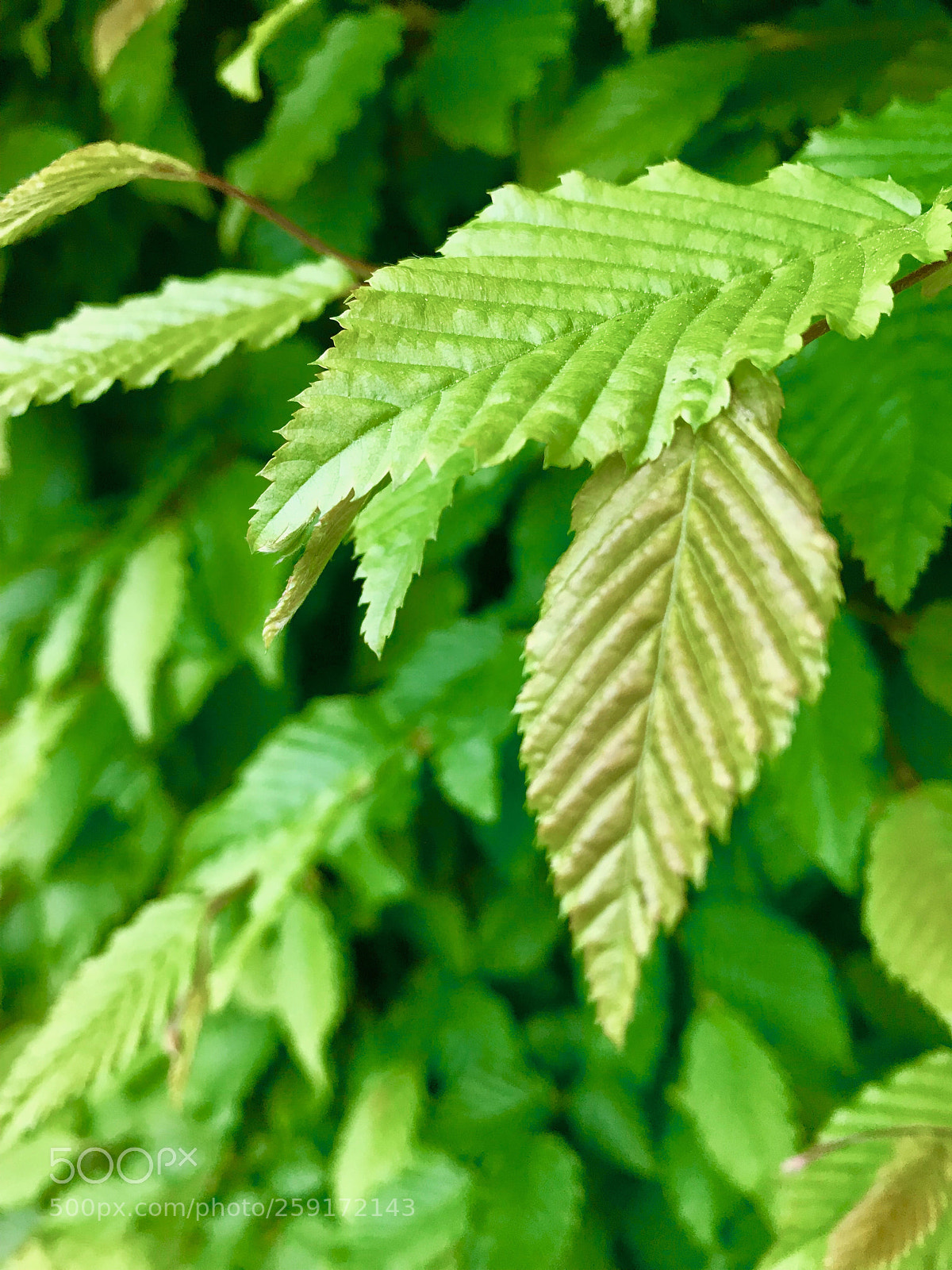 Apple iPhone 7 Plus sample photo. Untitled photography