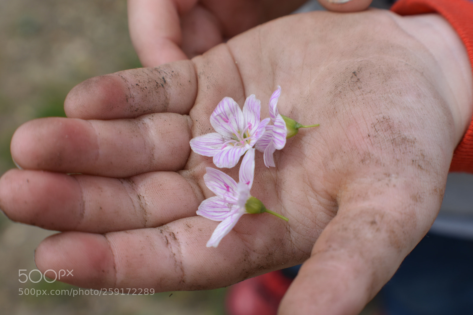 Nikon D3400 sample photo. Dirty sweet photography