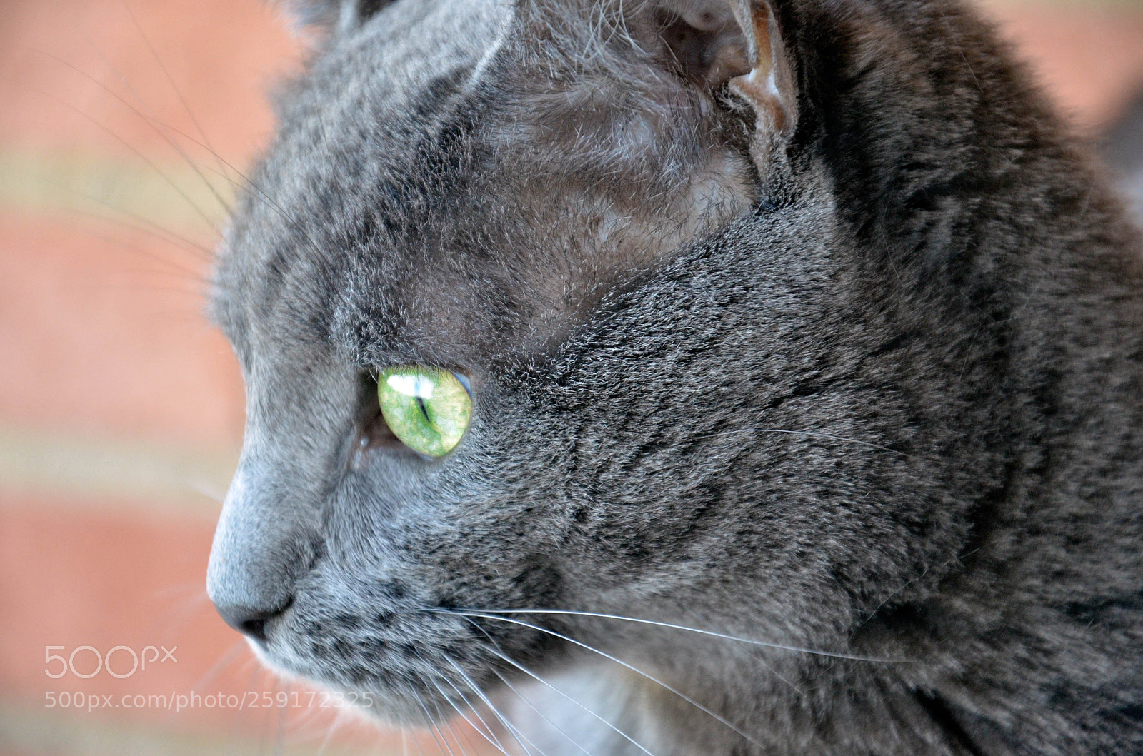 Nikon D5100 sample photo. Mar photography