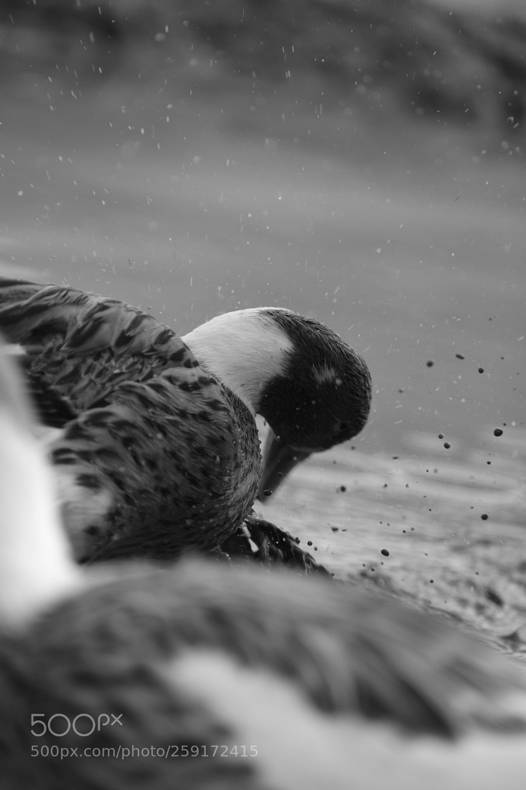 Nikon D5300 sample photo. Taking a bath in photography