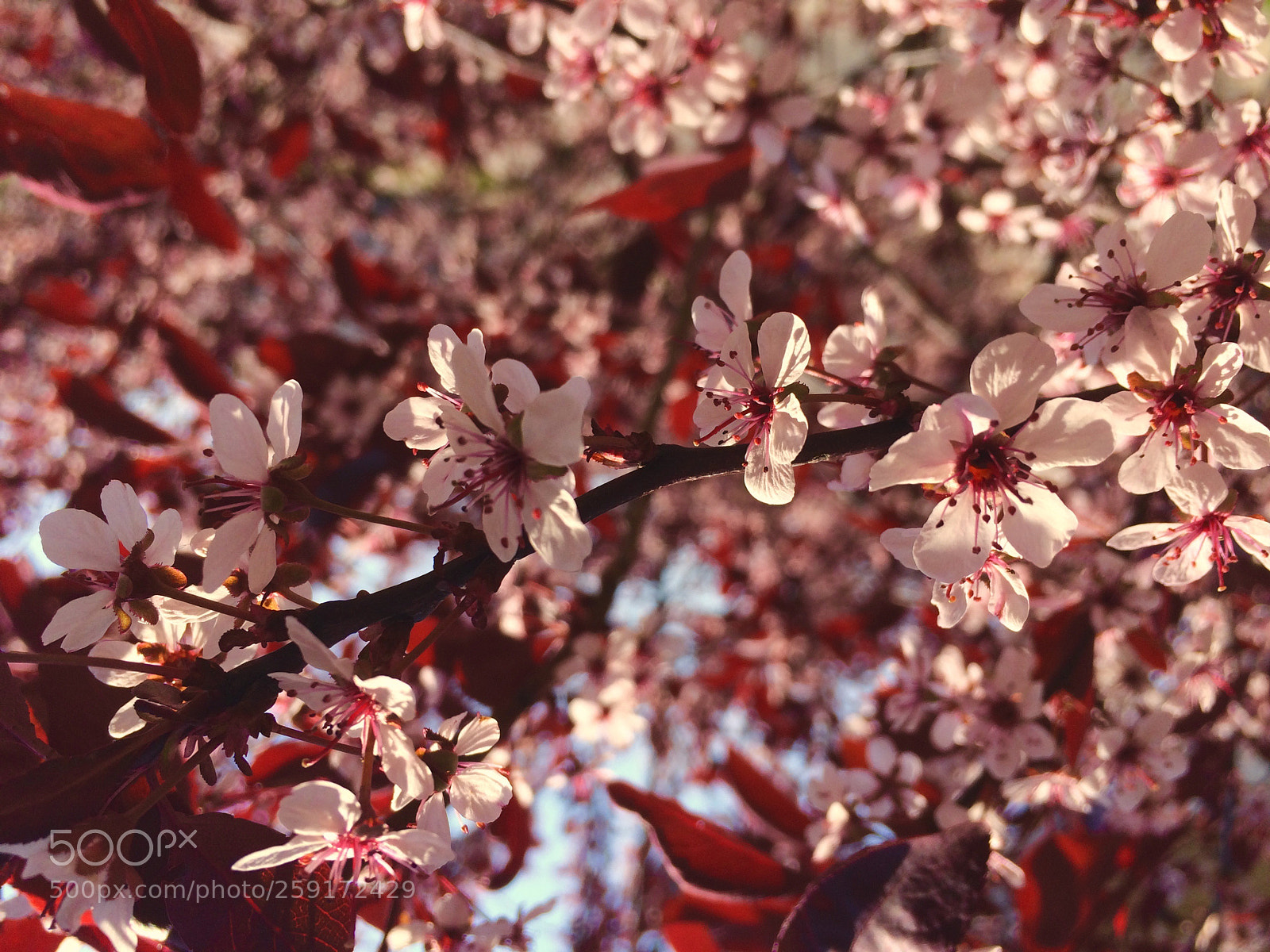 Apple iPhone 5s sample photo. Color purple photography