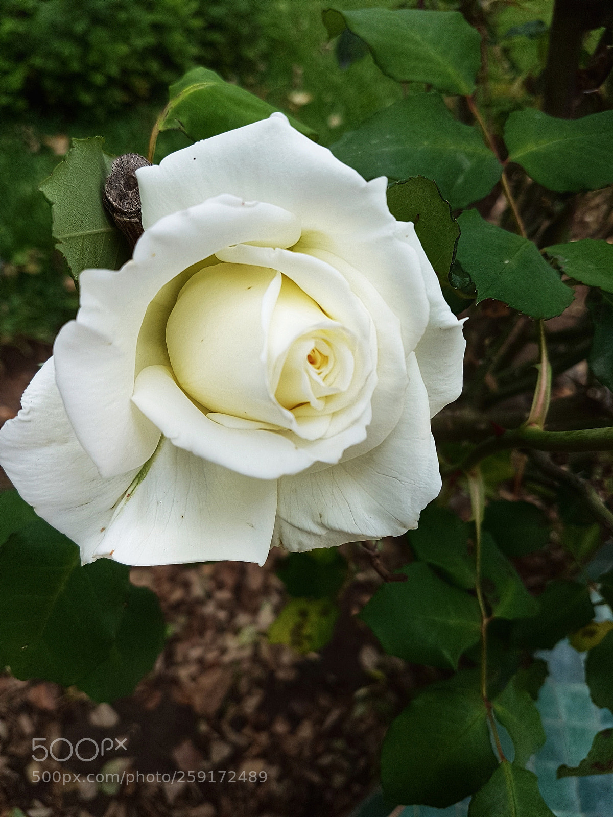 Samsung Galaxy S7 Edge sample photo. Untitled photography