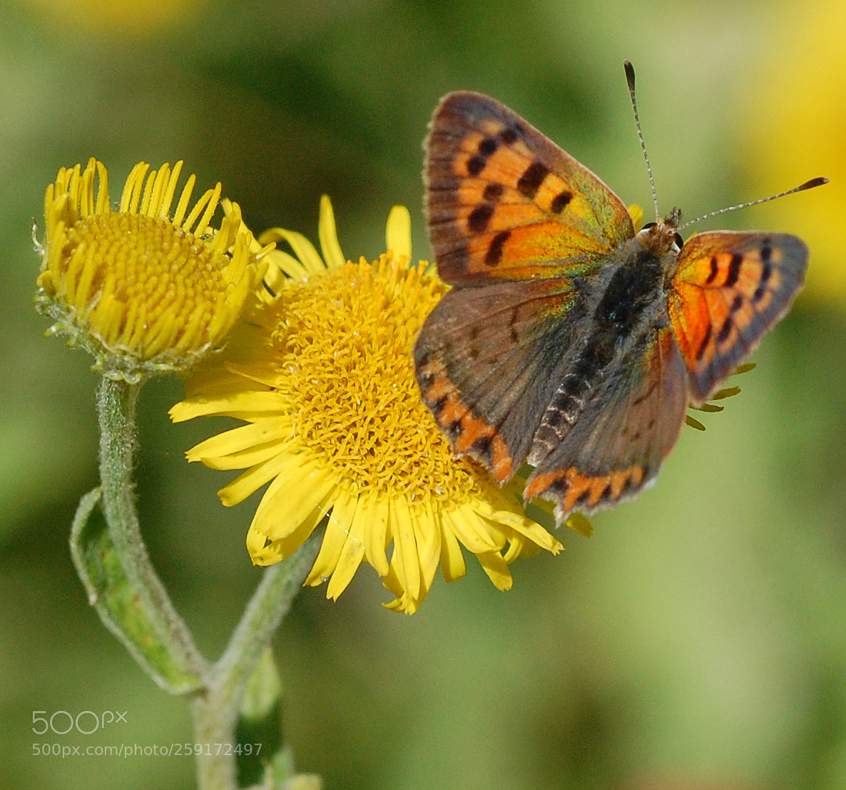 Nikon D40 sample photo. Small copper photography