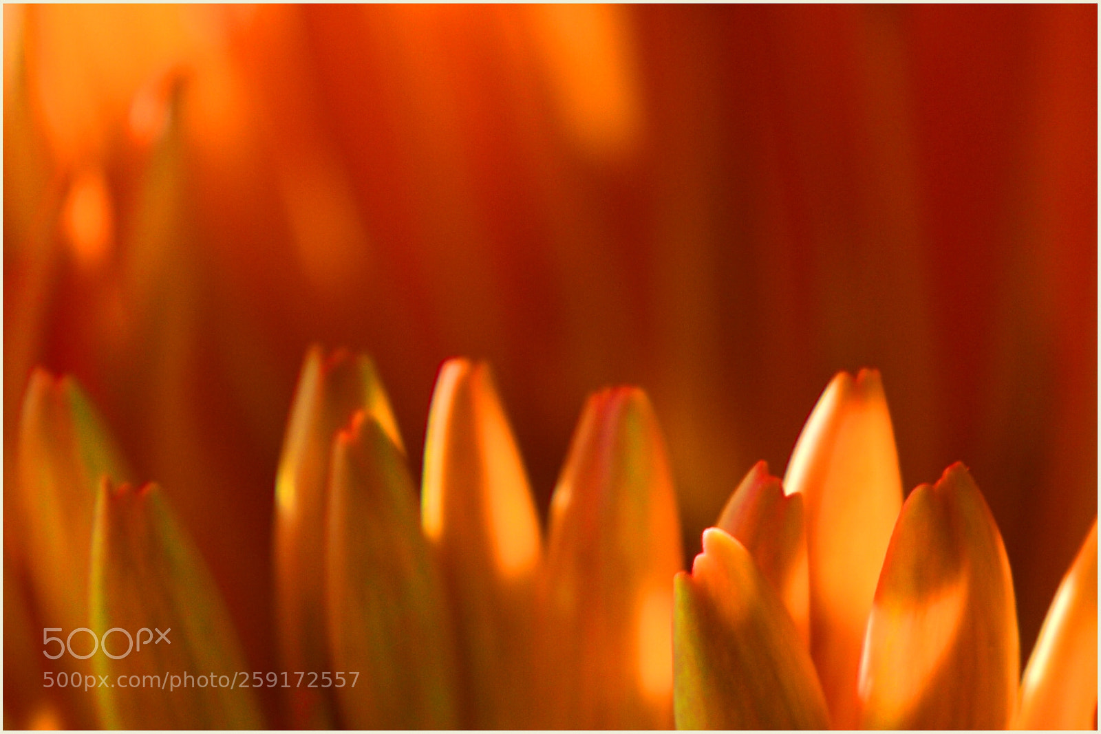 Nikon D5300 sample photo. "mandarins" ;-) photography