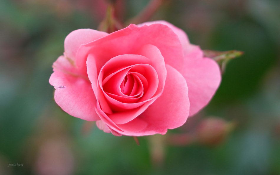 Samsung NX1 sample photo. ... photography