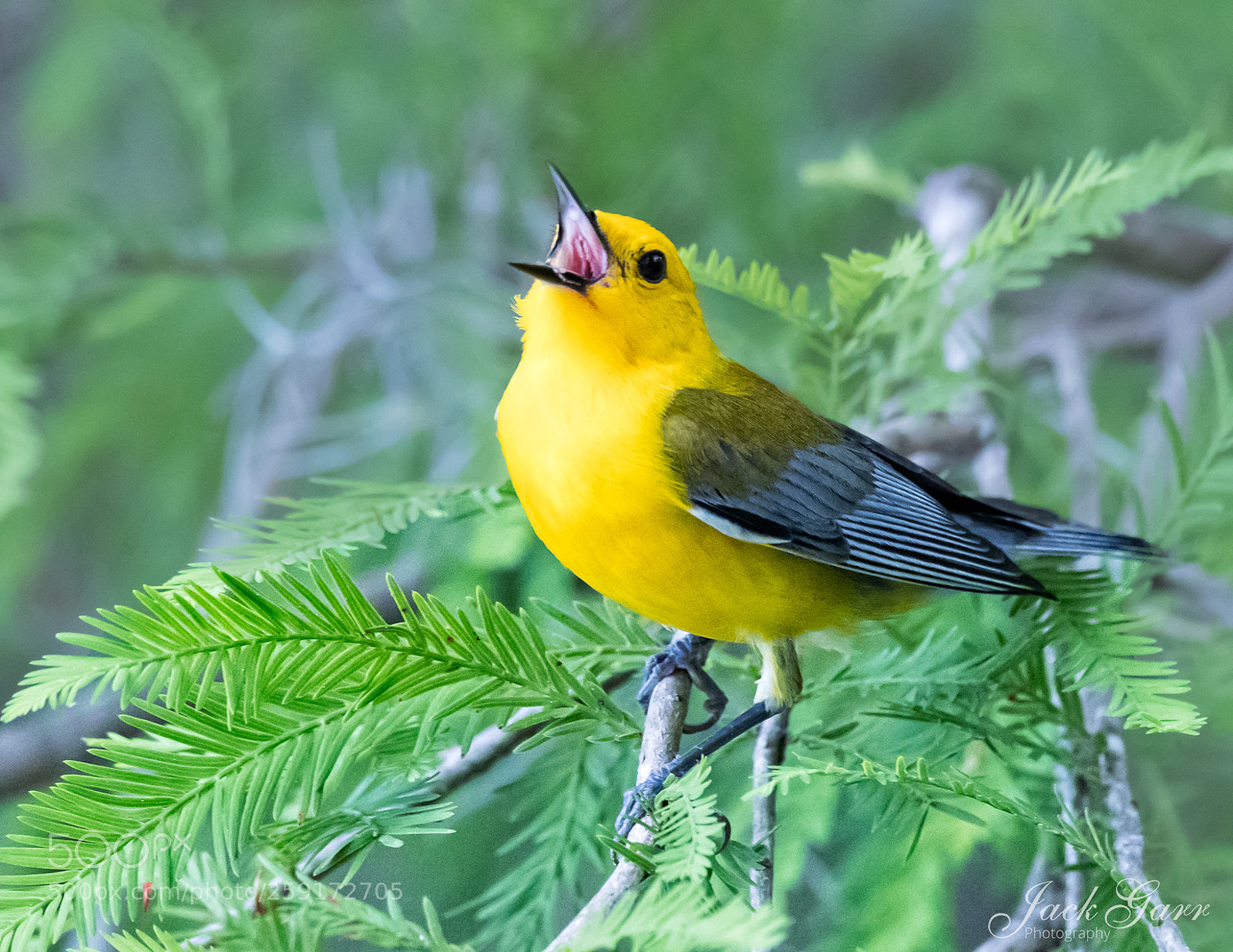 Canon EOS-1D X Mark II sample photo. Prothonotary warbler photography