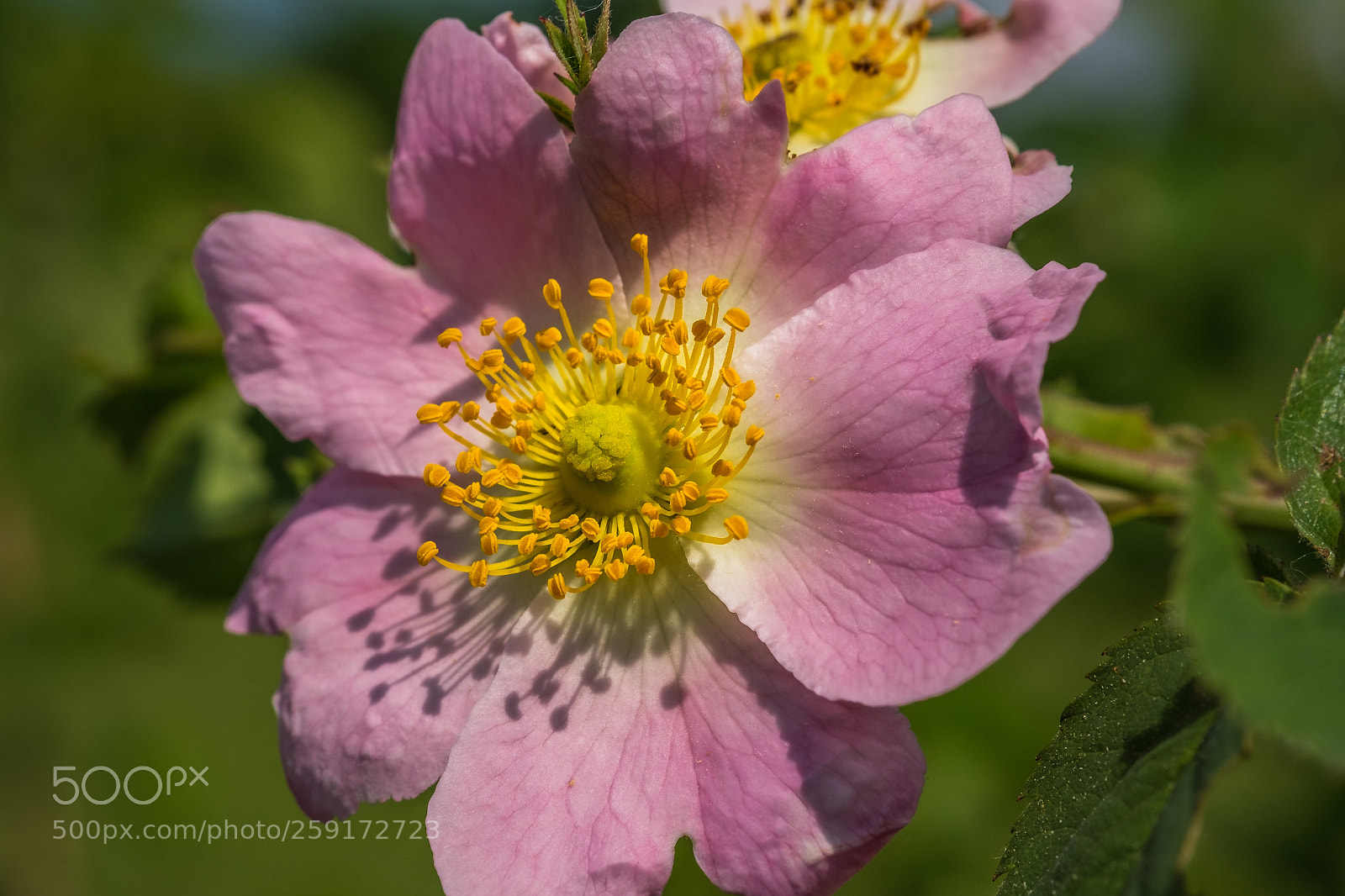 Fujifilm X-T1 sample photo. Hundsrose (rosa canina) photography