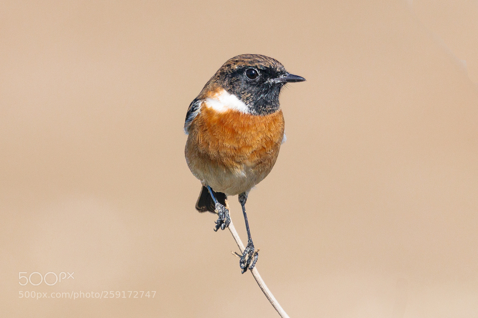Canon EOS 80D sample photo. Common stonechat photography