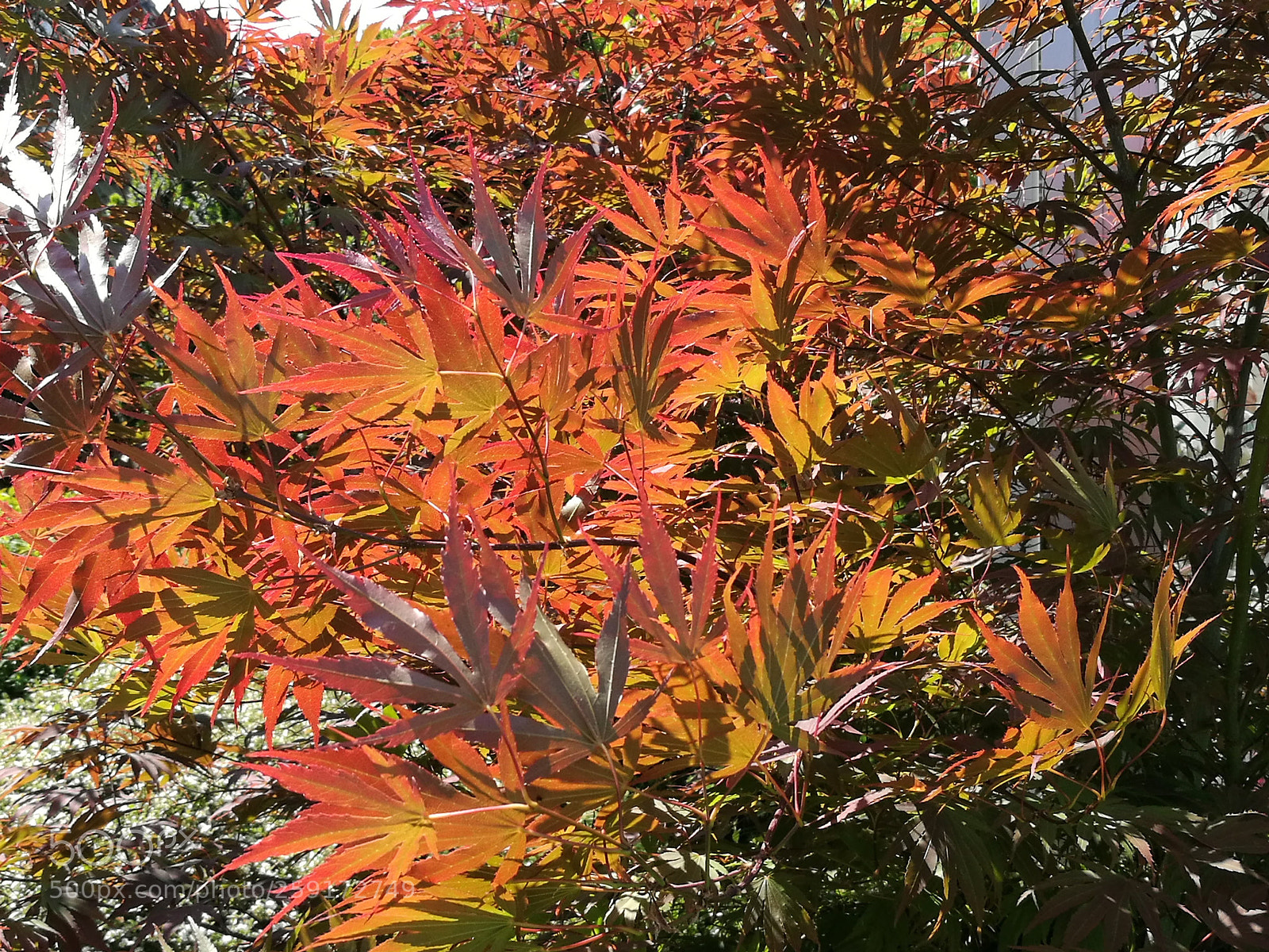 HUAWEI P9 sample photo. Acer photography