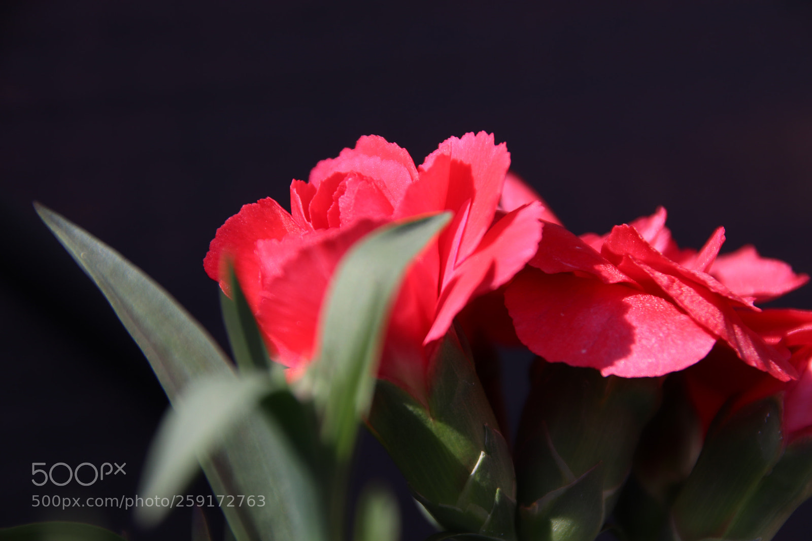 Canon EOS 800D (EOS Rebel T7i / EOS Kiss X9i) sample photo. Flower in spring photography