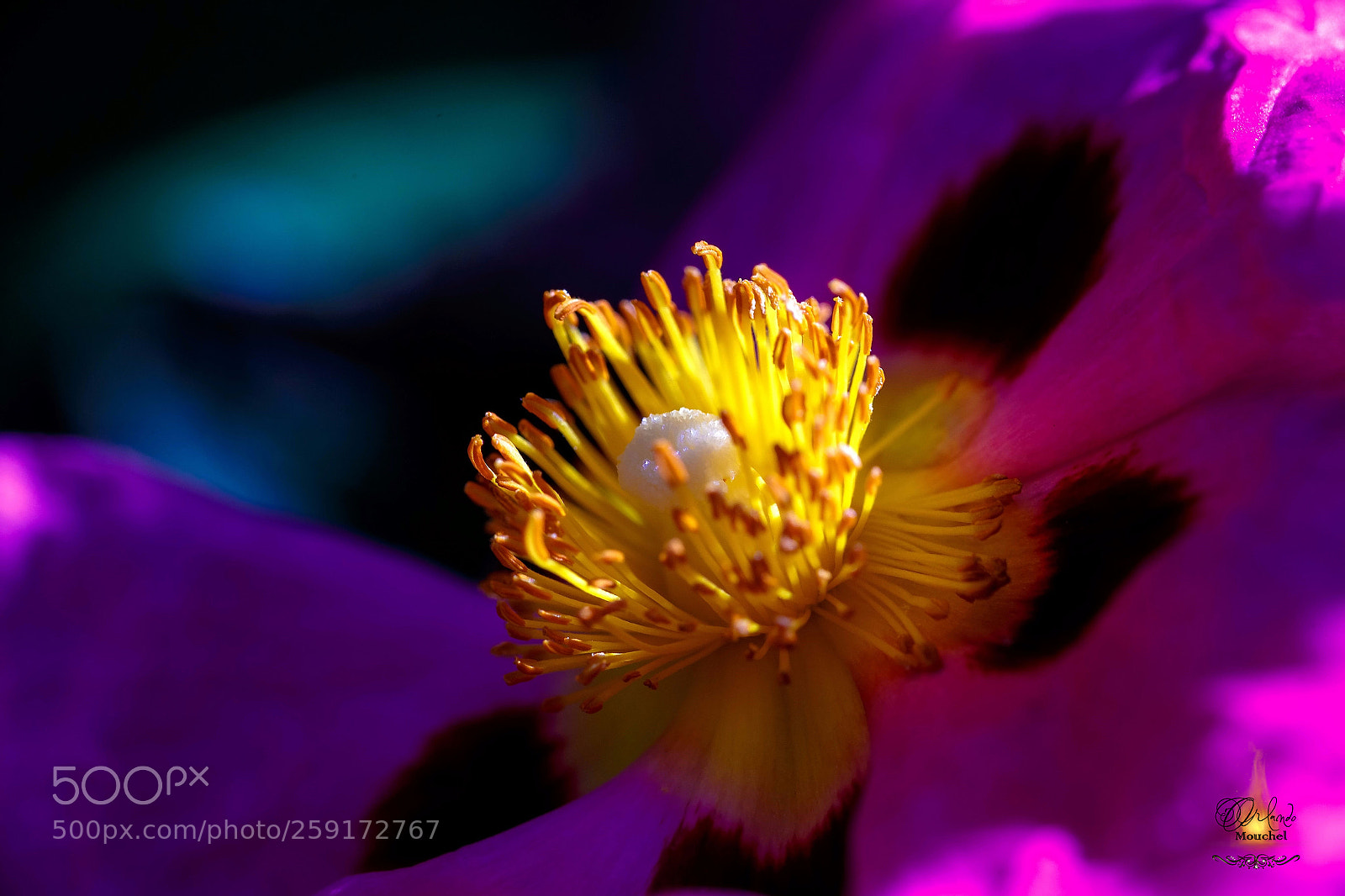 Canon EOS 6D sample photo. Sunset on flower photography