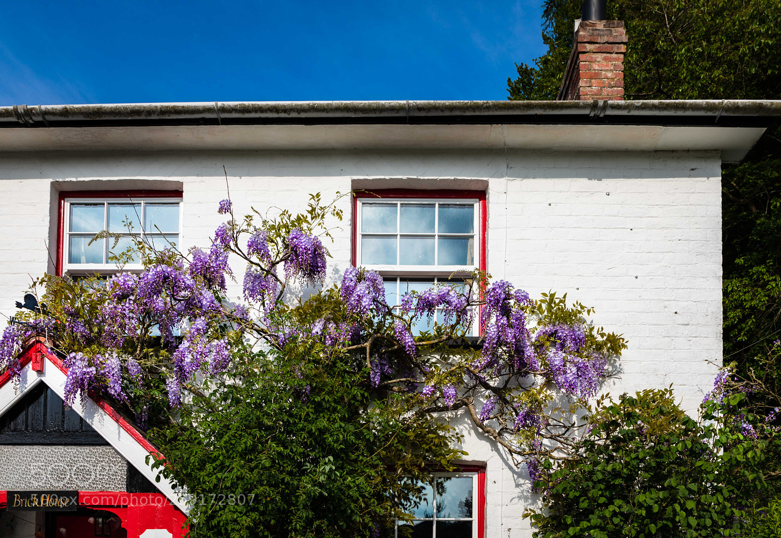 Canon EOS 5D Mark IV sample photo. Wisteria photography