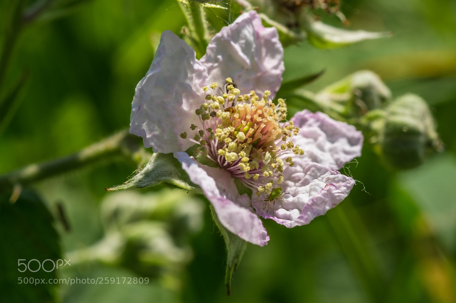 Fujifilm X-T1 sample photo. Brombeere (rubus sectio rubus) photography