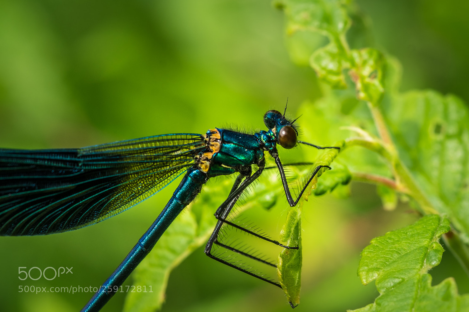 Fujifilm X-T1 sample photo. Geb nderte prachtlibelle calopteryx photography