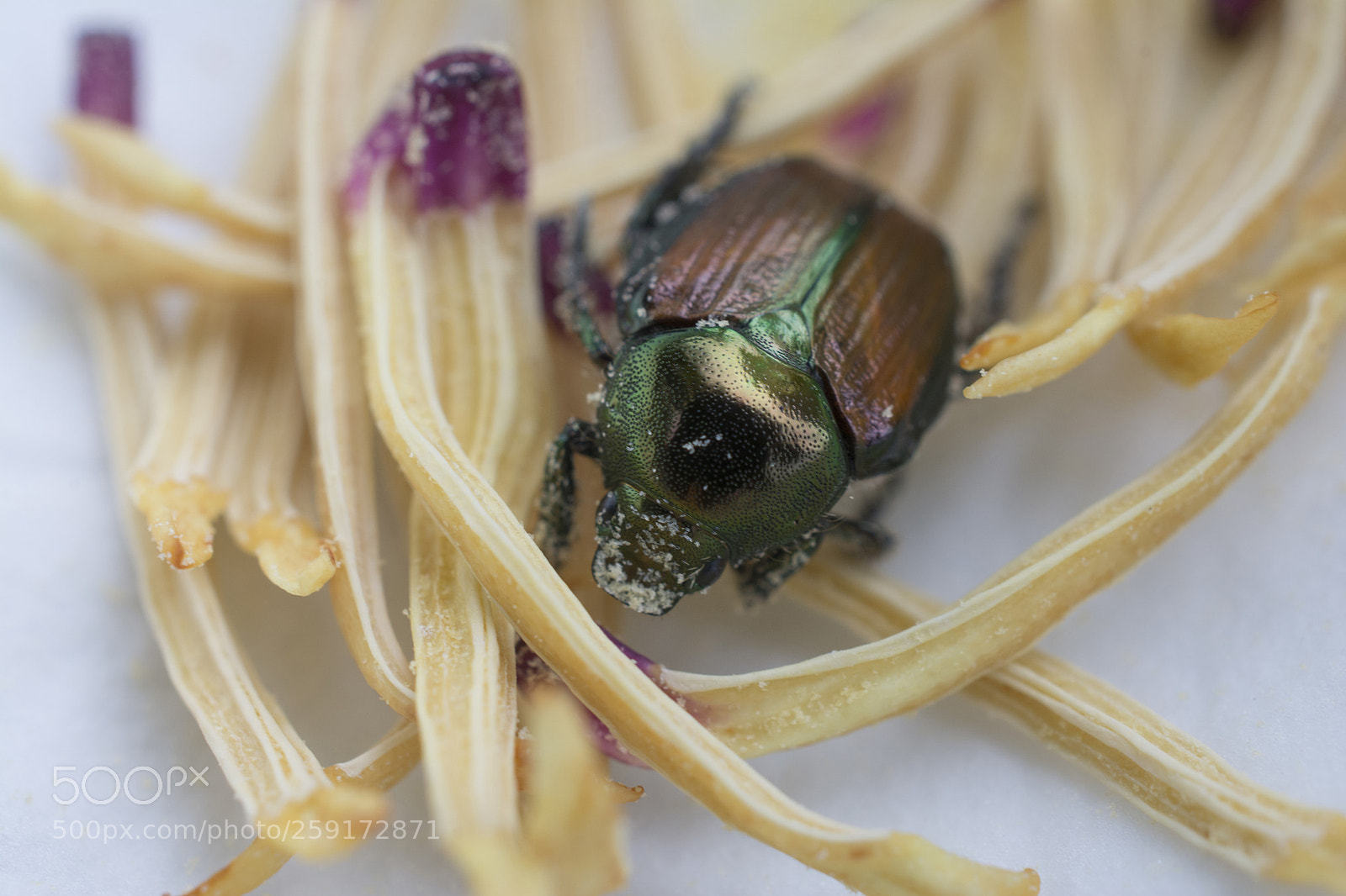 Nikon D7100 sample photo. Japanese beetle photography