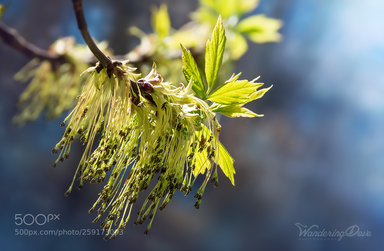 Nikon D3200 sample photo. In the spring wind photography