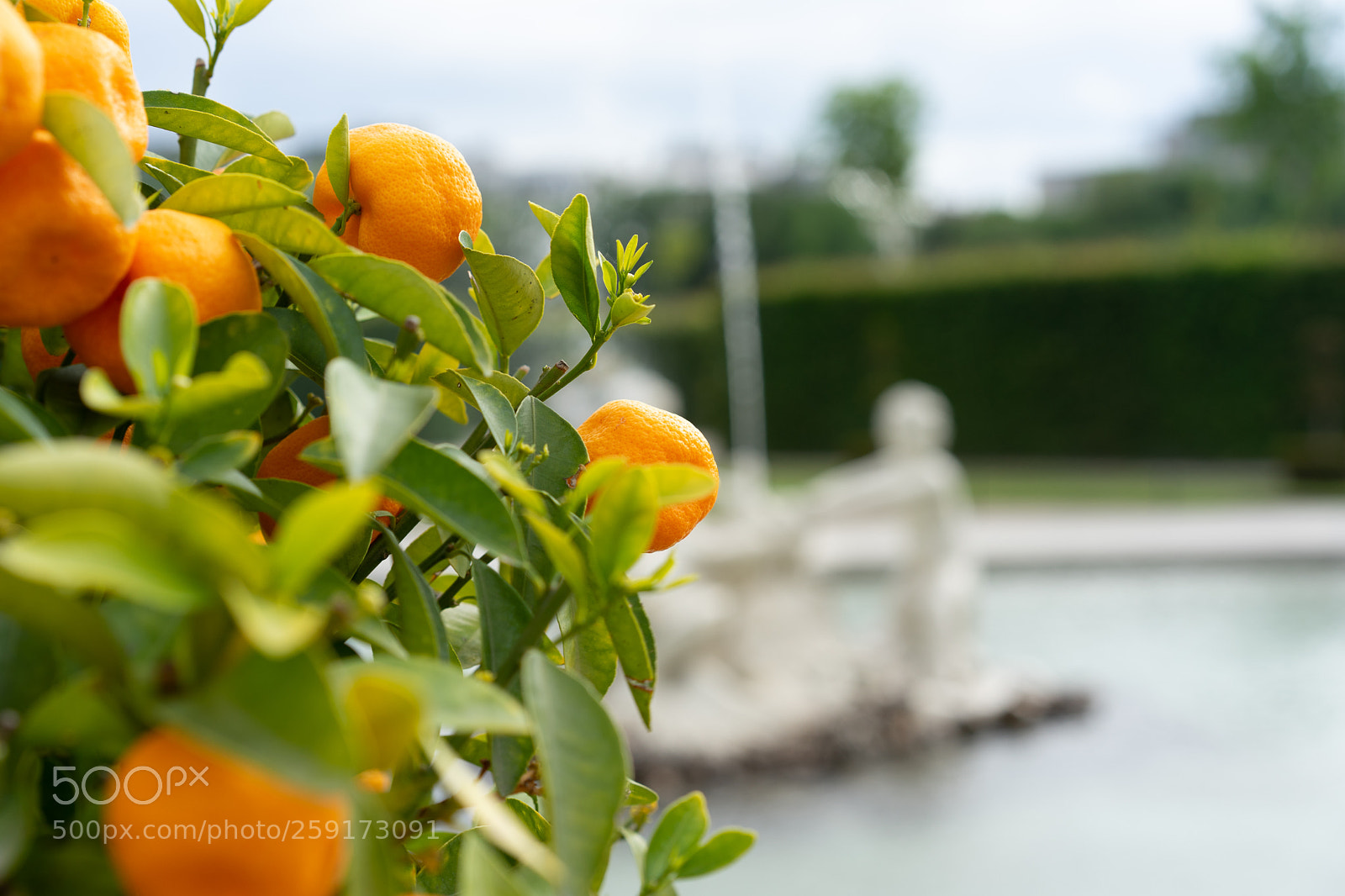 Sony a7 II sample photo. Orange tree photography