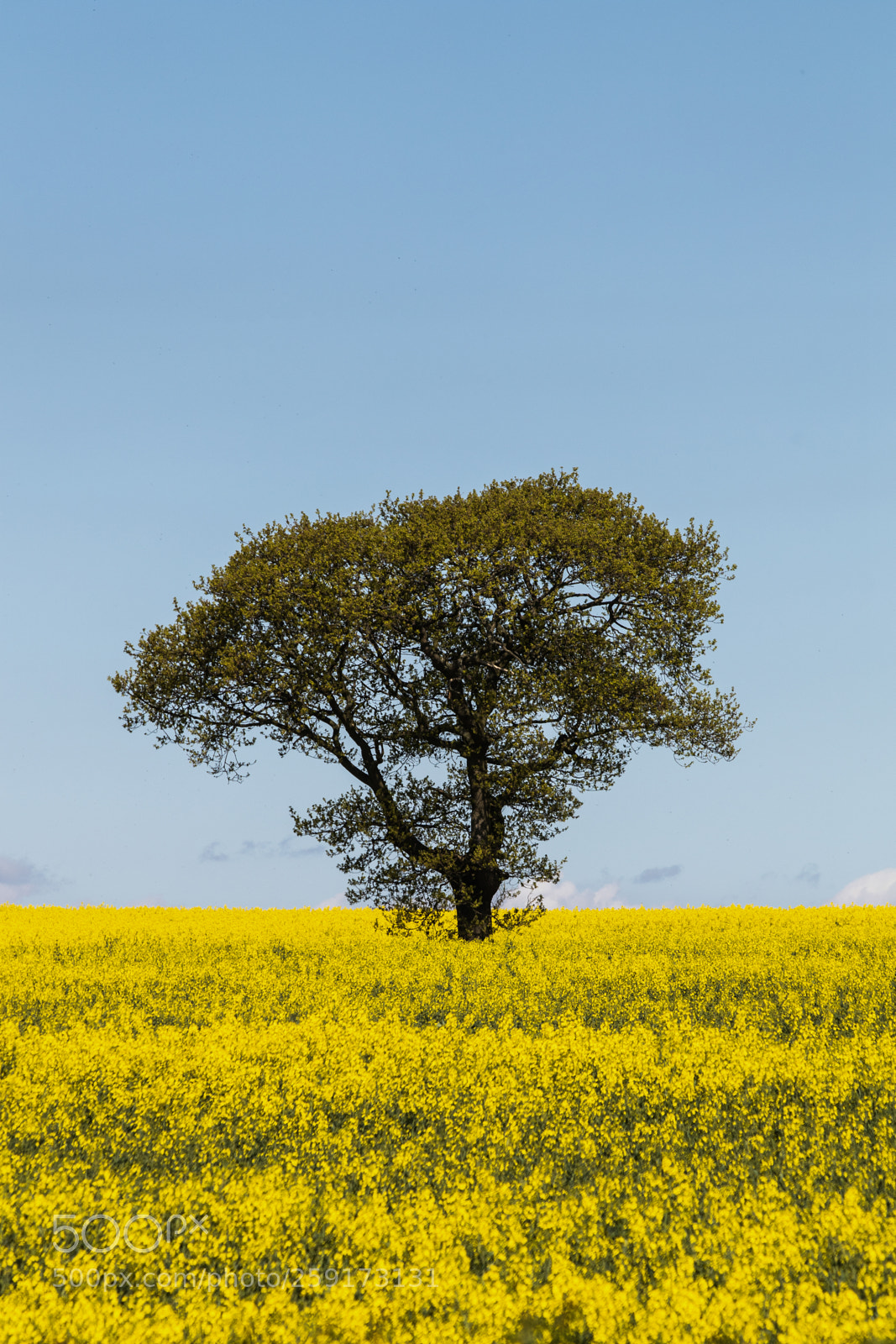 Canon EOS 7D Mark II sample photo. Tree in spring photography