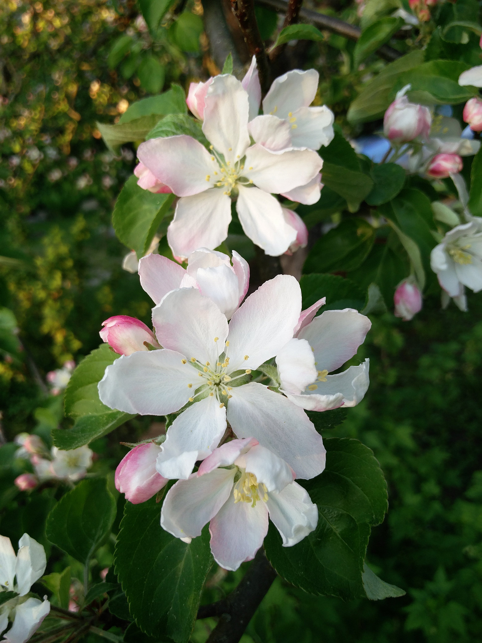OnePlus 2 sample photo. Sakura in pringi, estonia. apple. photography