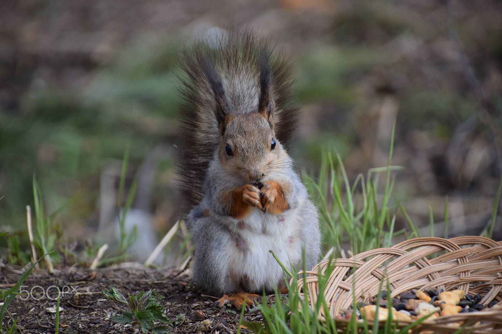 Nikon D5300 sample photo. Squirrel and nuts photography