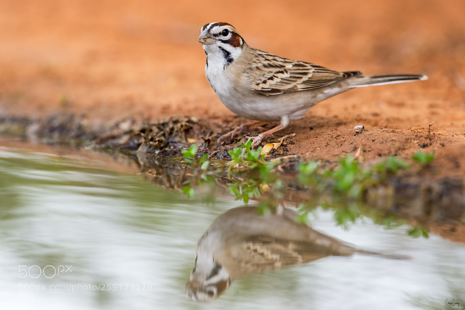 Nikon D4 sample photo. Lark sparrow photography