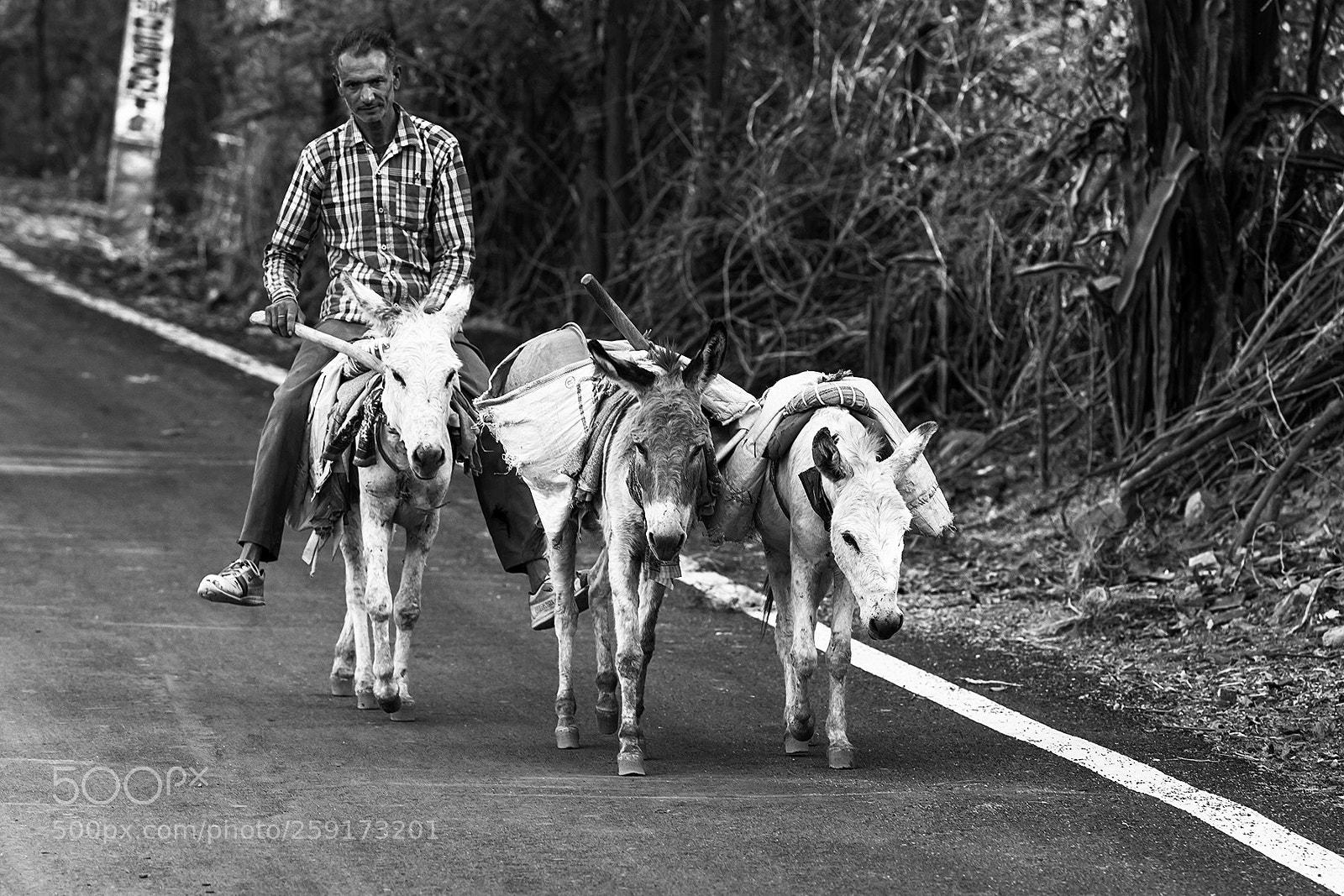 Canon EOS 7D sample photo. The jockey photography