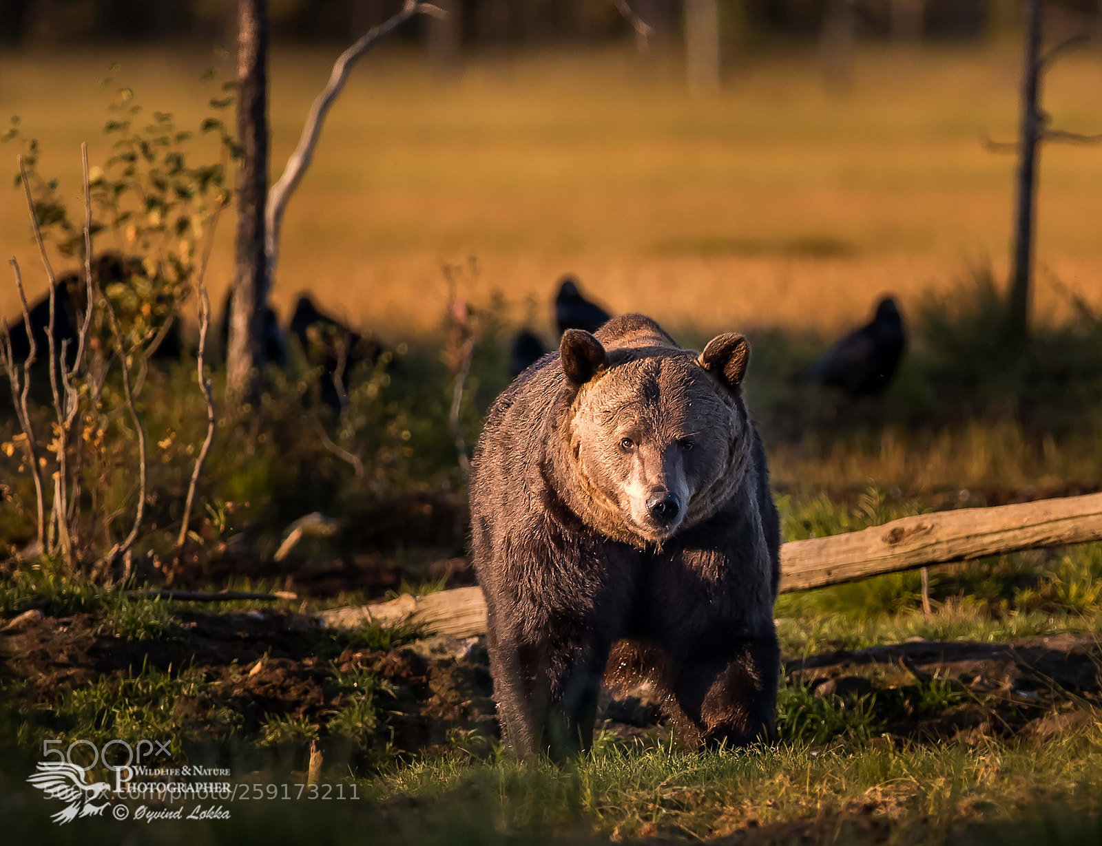 Canon EOS-1D X Mark II sample photo. Brown bear photography