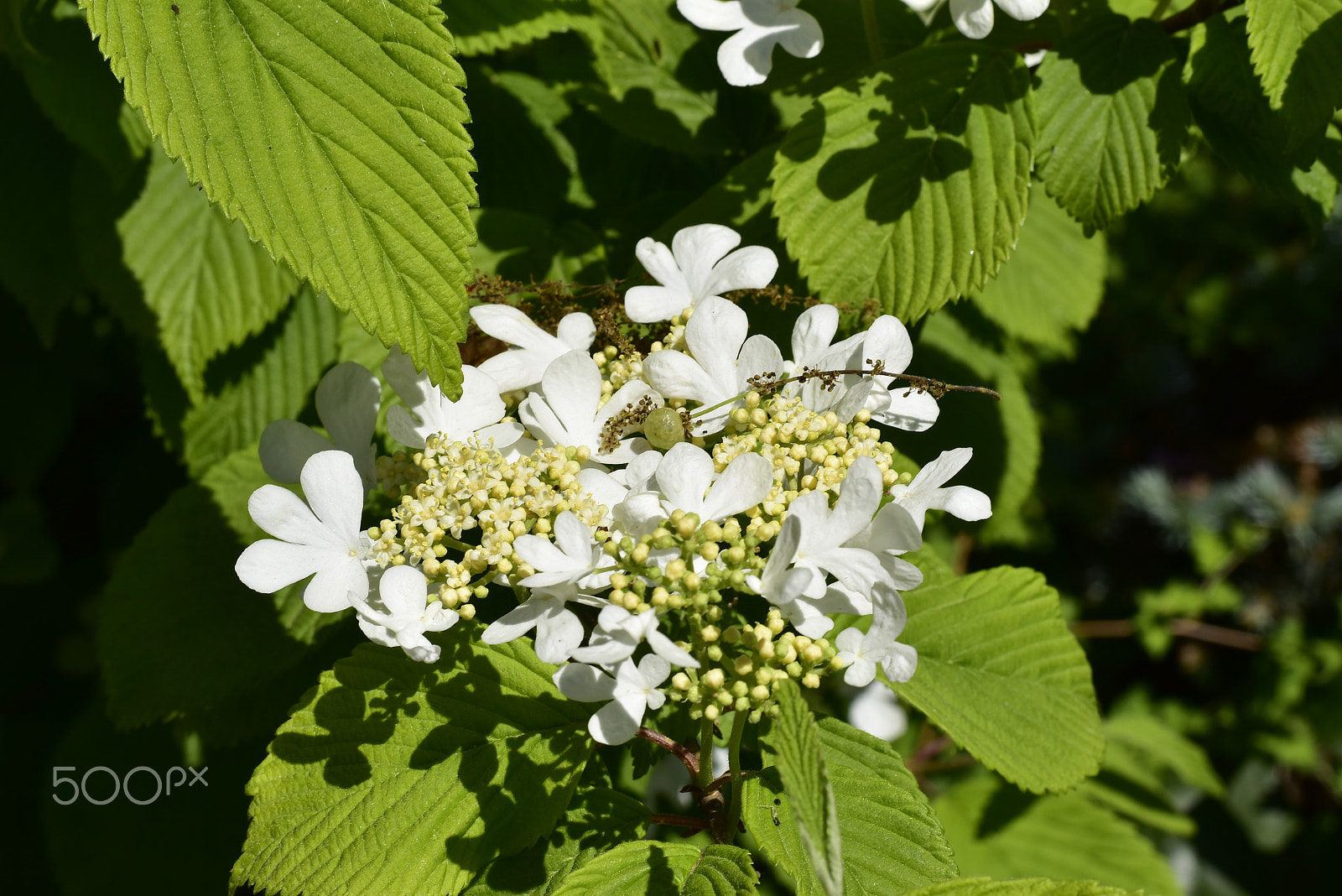 Nikon D5500 + Nikon AF-S Nikkor 50mm F1.8G sample photo. Macro_02 photography