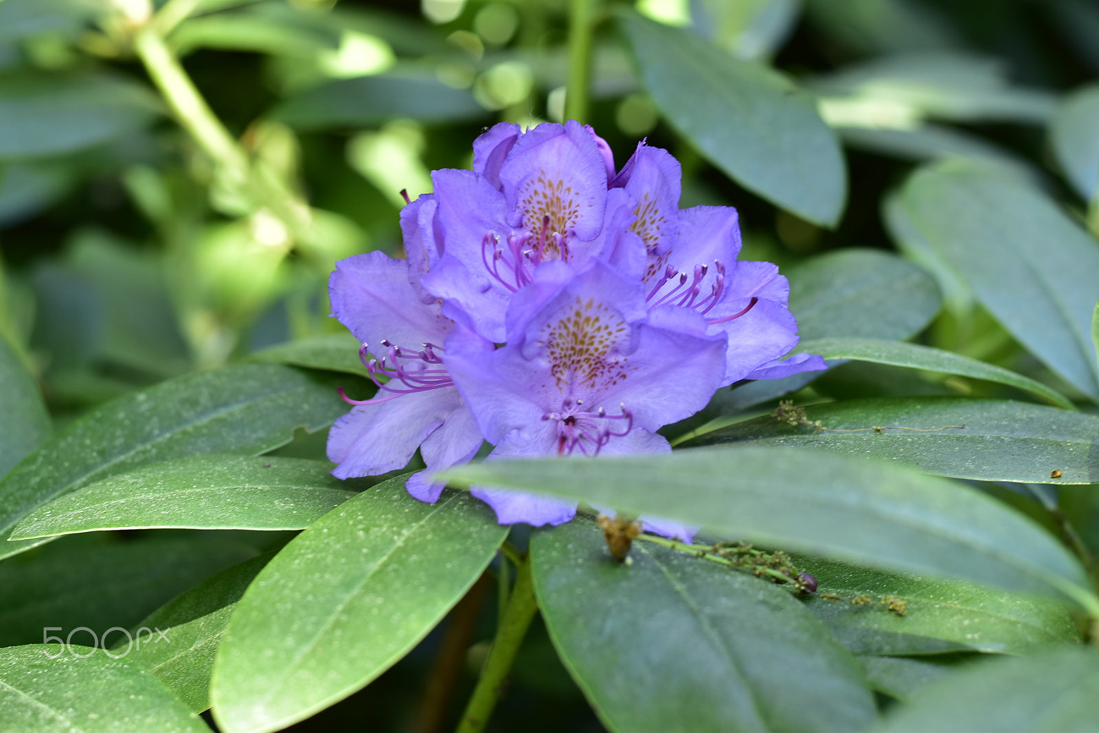 Nikon D5500 + Nikon AF-S Nikkor 50mm F1.8G sample photo. Macro_05 photography