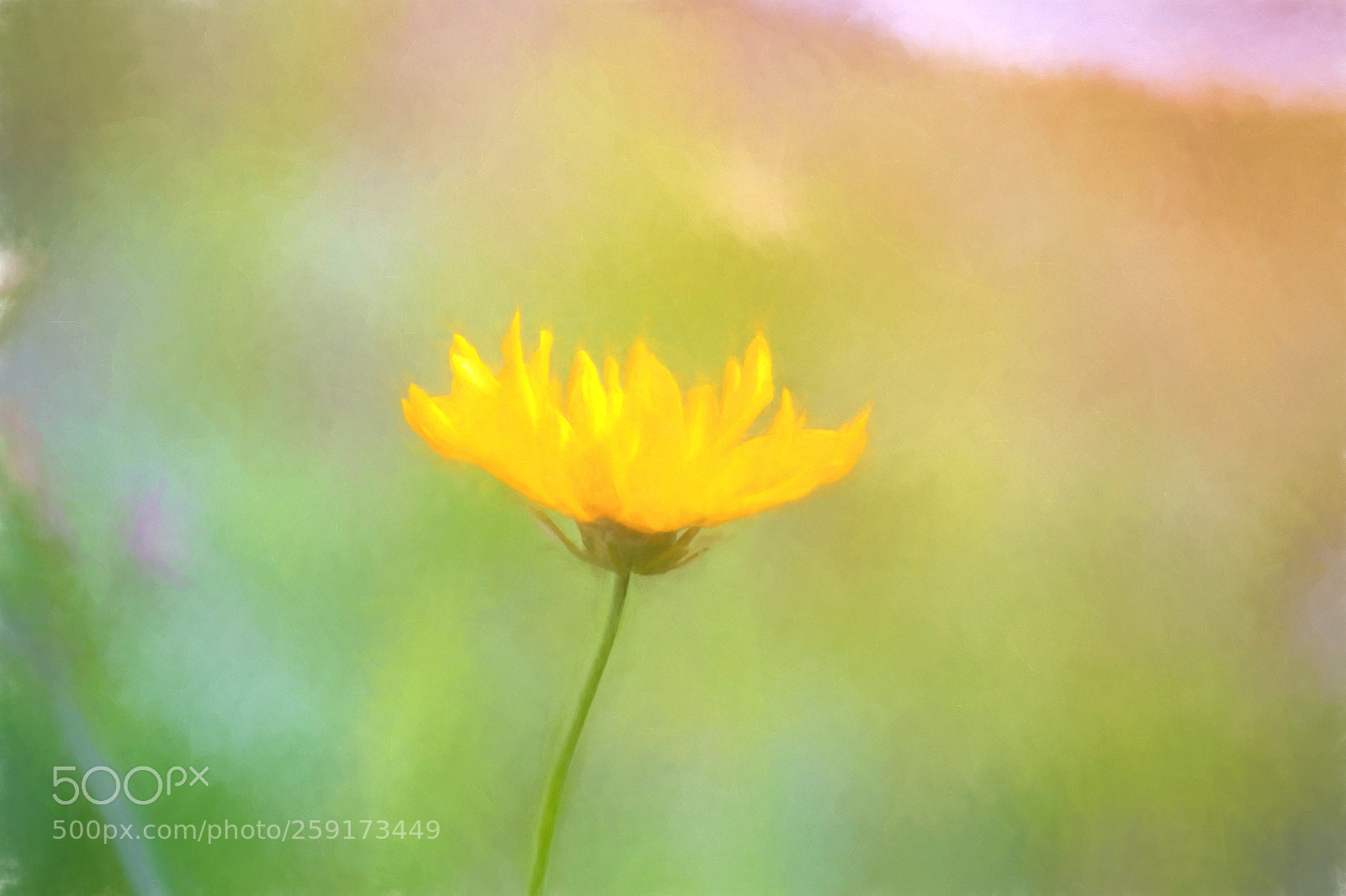 Canon EOS 60D sample photo. In the garden photography