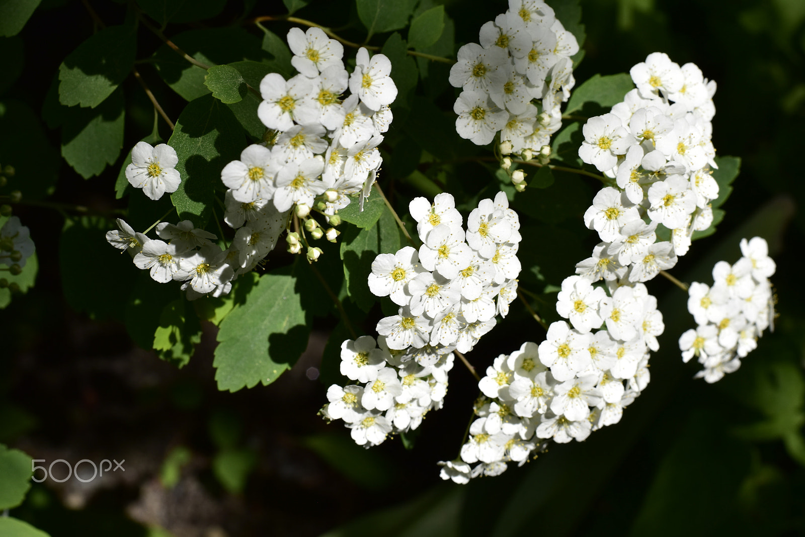 Nikon D5500 + Nikon AF-S Nikkor 50mm F1.8G sample photo. Macro_06 photography