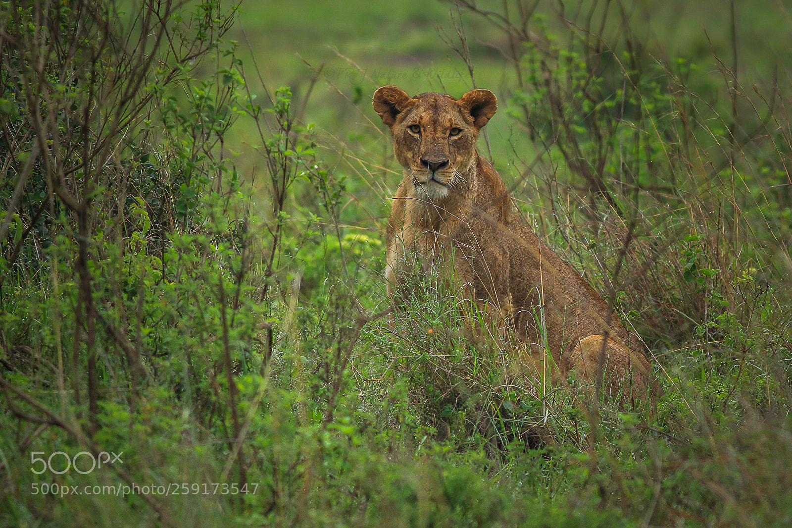 Canon EOS 7D Mark II sample photo. Lioness look photography