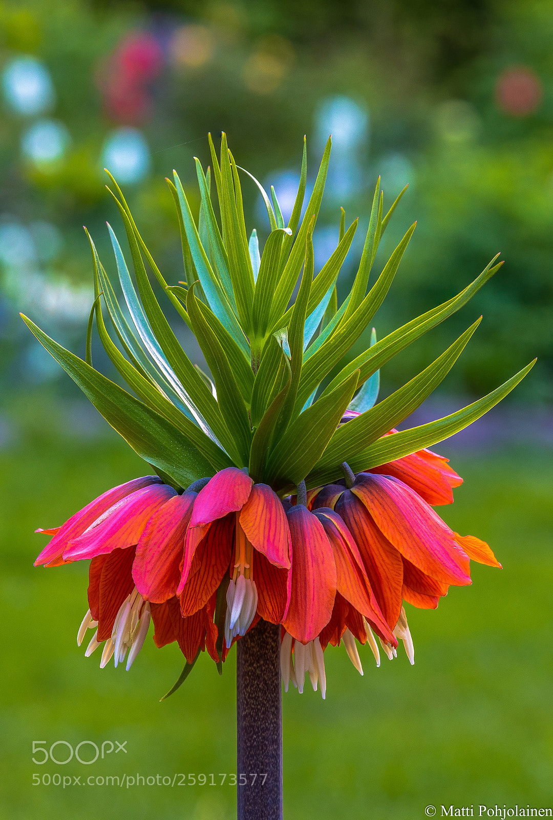 Canon EOS 5D Mark IV sample photo. Kaiser's crown photography