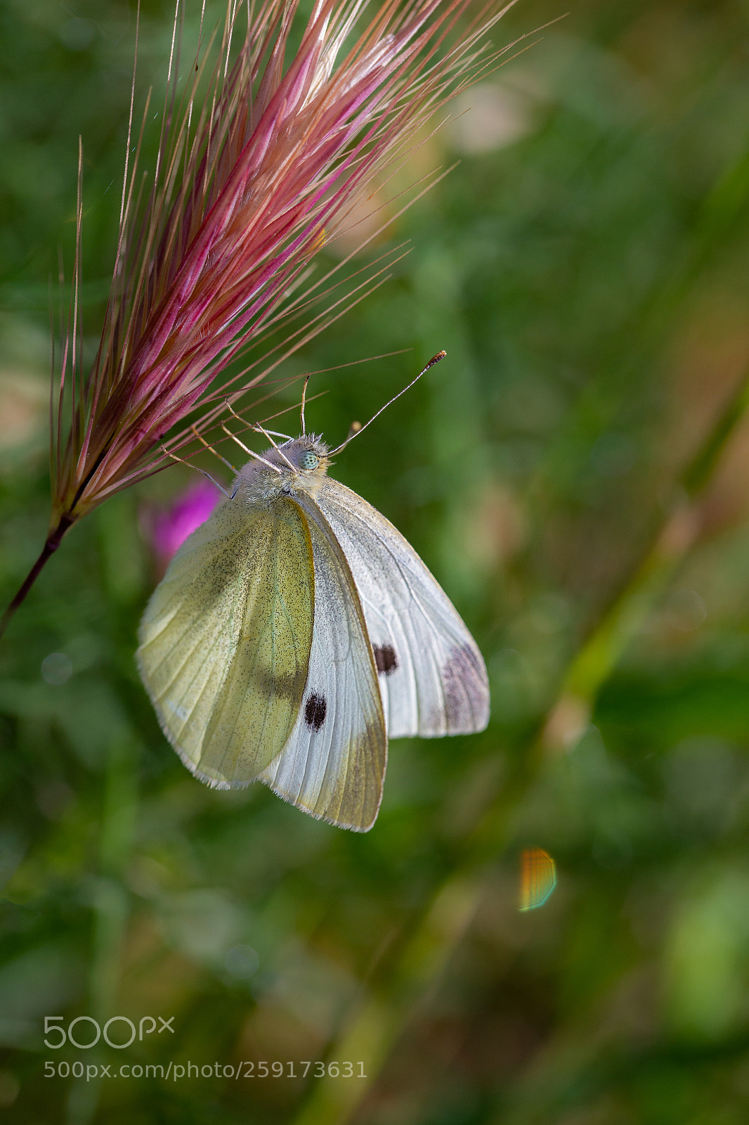 Canon EOS 6D sample photo. Butterfly  210518-3714 photography