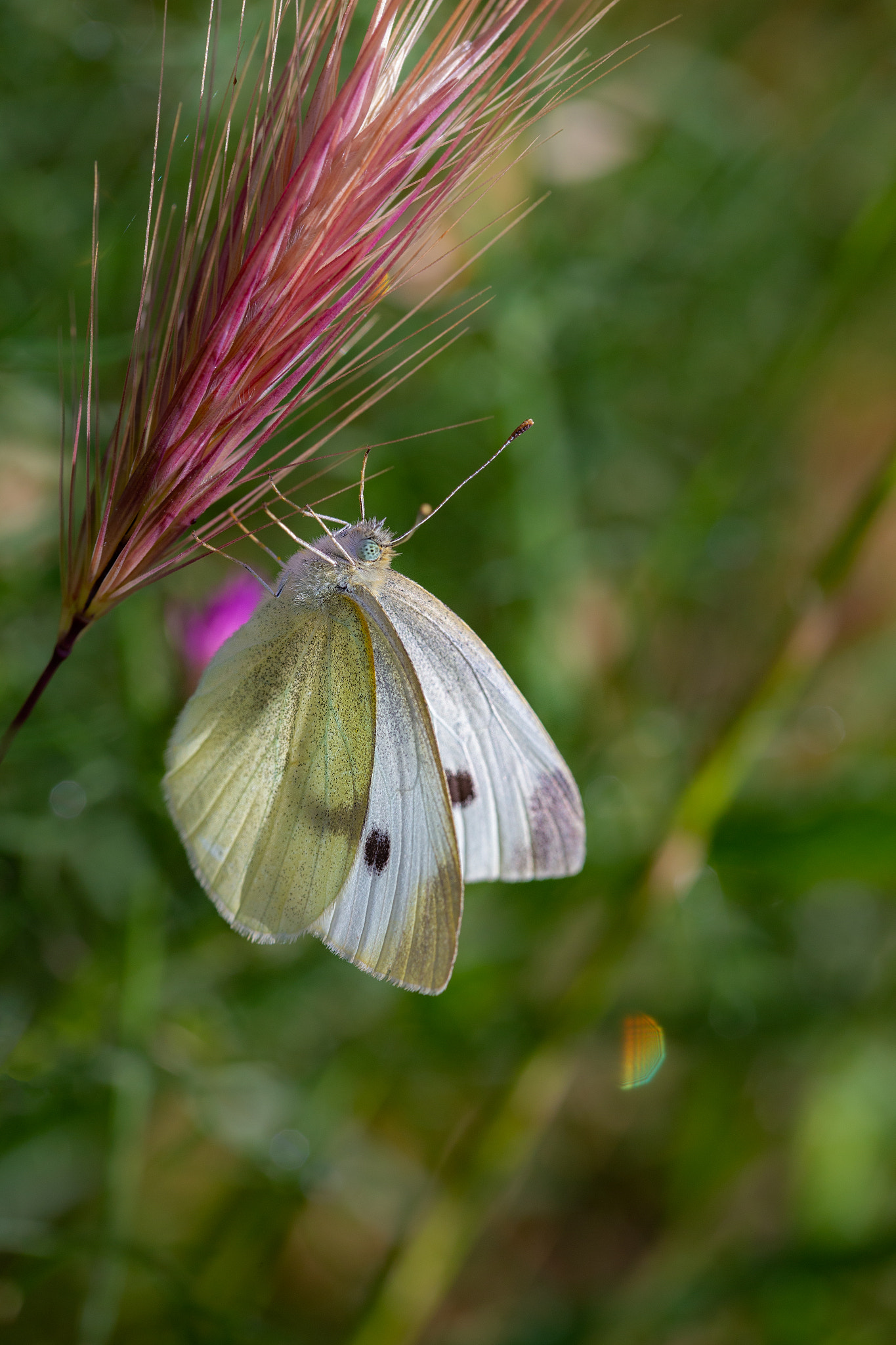 Butterfly  210518-3714