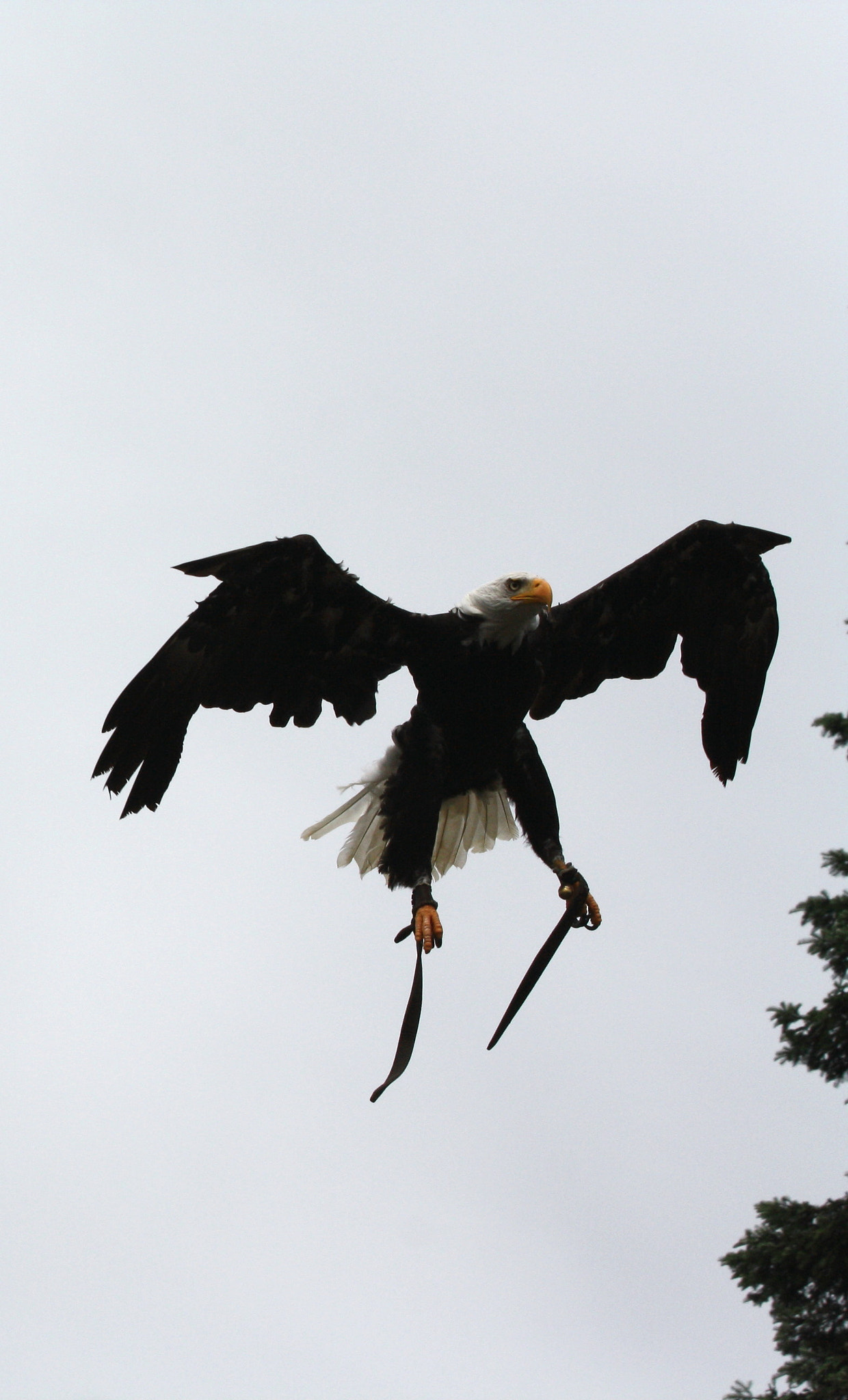 Canon EF 70-300mm F4-5.6 IS USM sample photo. Landing photography