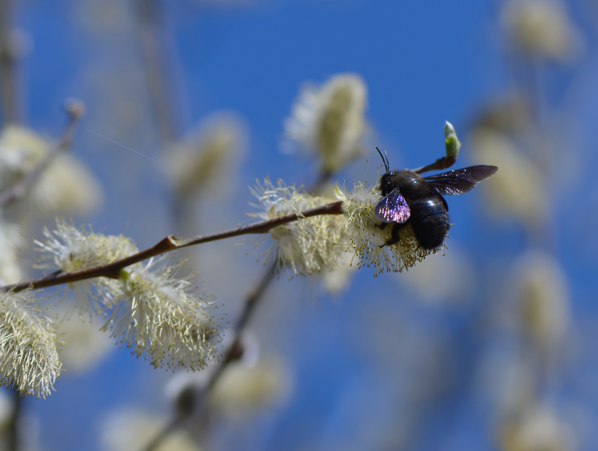 Nikon AF-S Micro-Nikkor 105mm F2.8G IF-ED VR sample photo. Xylocopa violacea. photography
