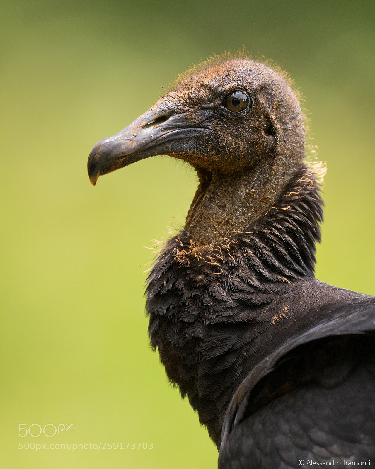 Canon EOS 5D Mark IV sample photo. Black vulture photography