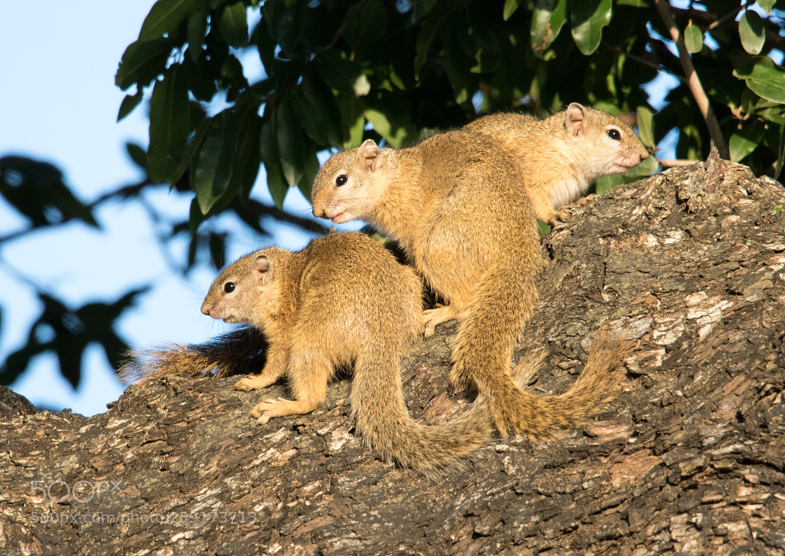 Canon EOS 760D (EOS Rebel T6s / EOS 8000D) sample photo. Tree squirrels photography