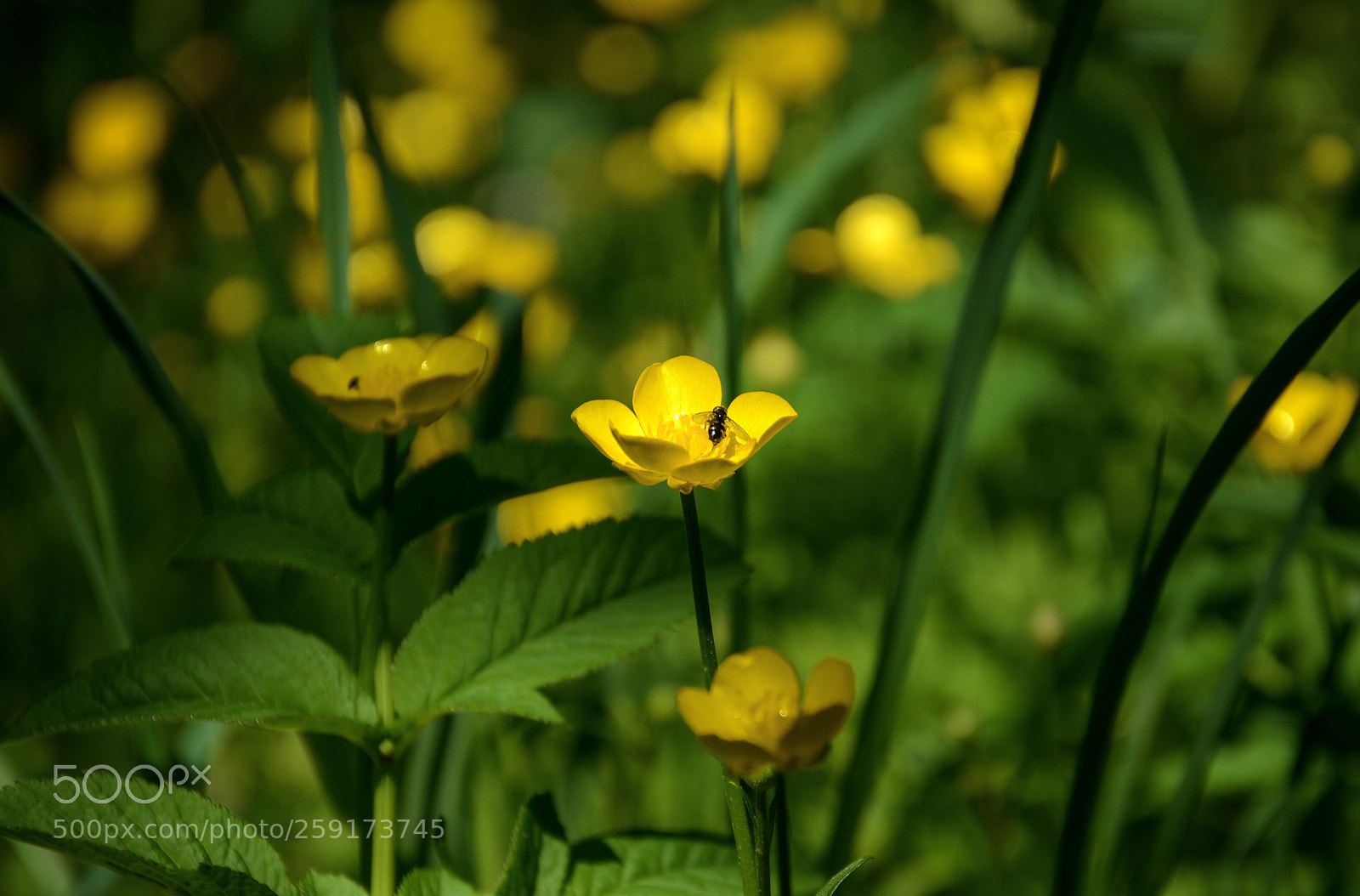 Nikon D7000 sample photo. Sunny day*** photography