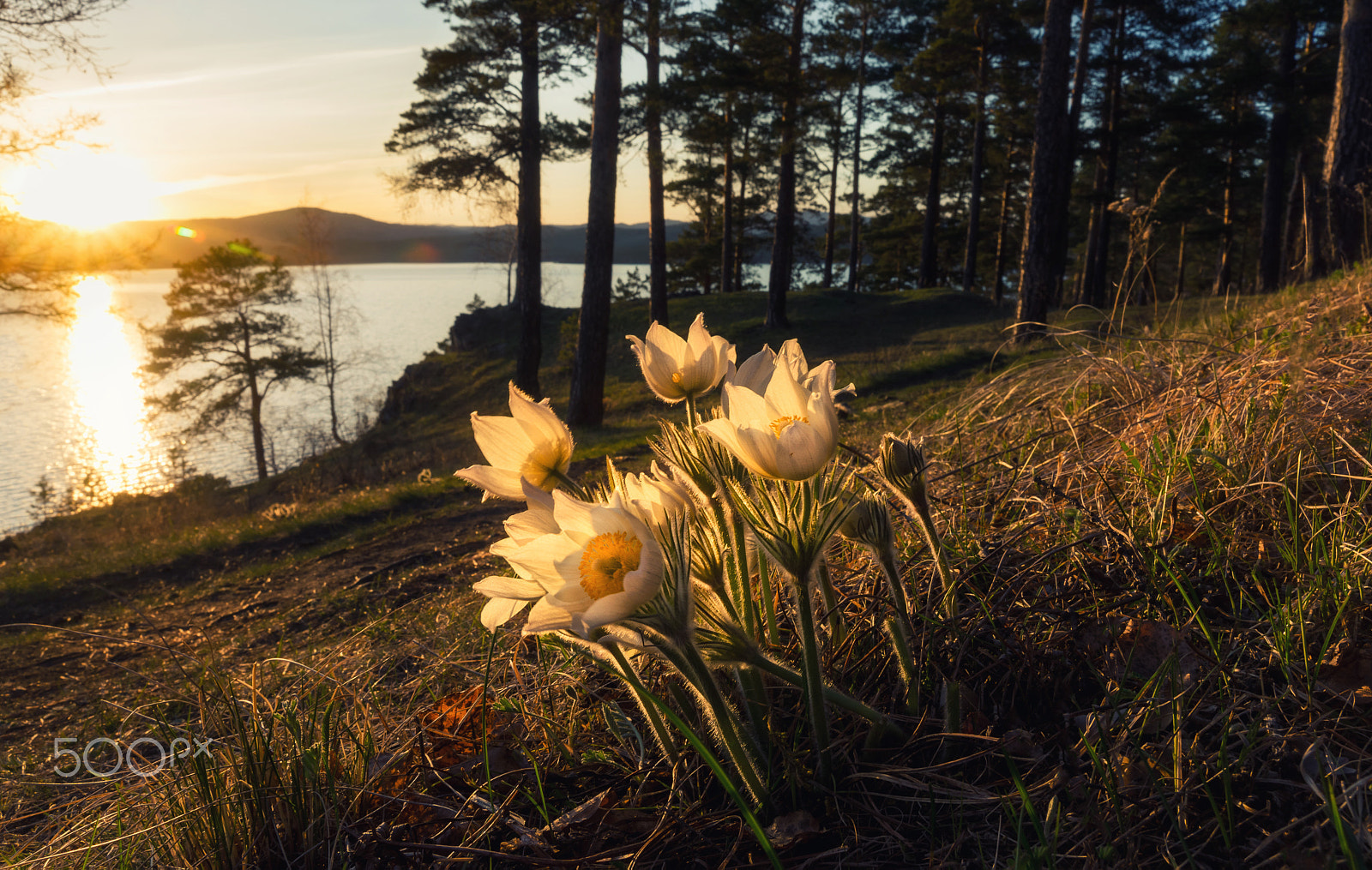 Sony a99 II sample photo. Flwrs photography