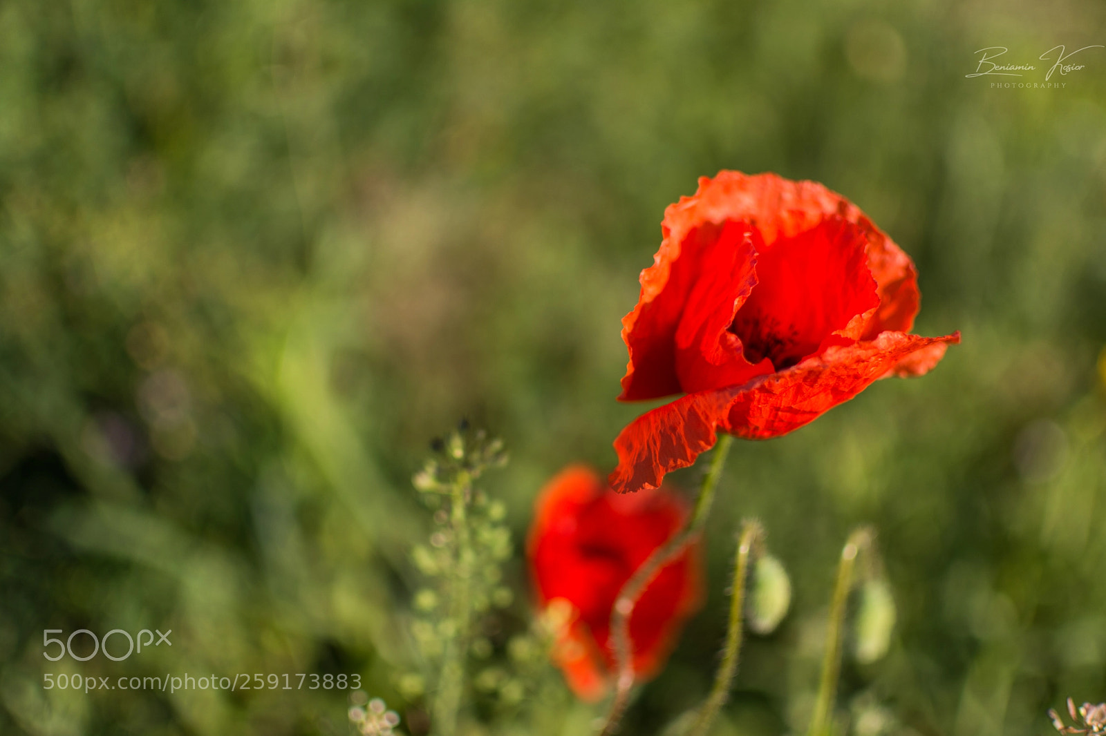 Nikon D7100 sample photo. Bkf photography
