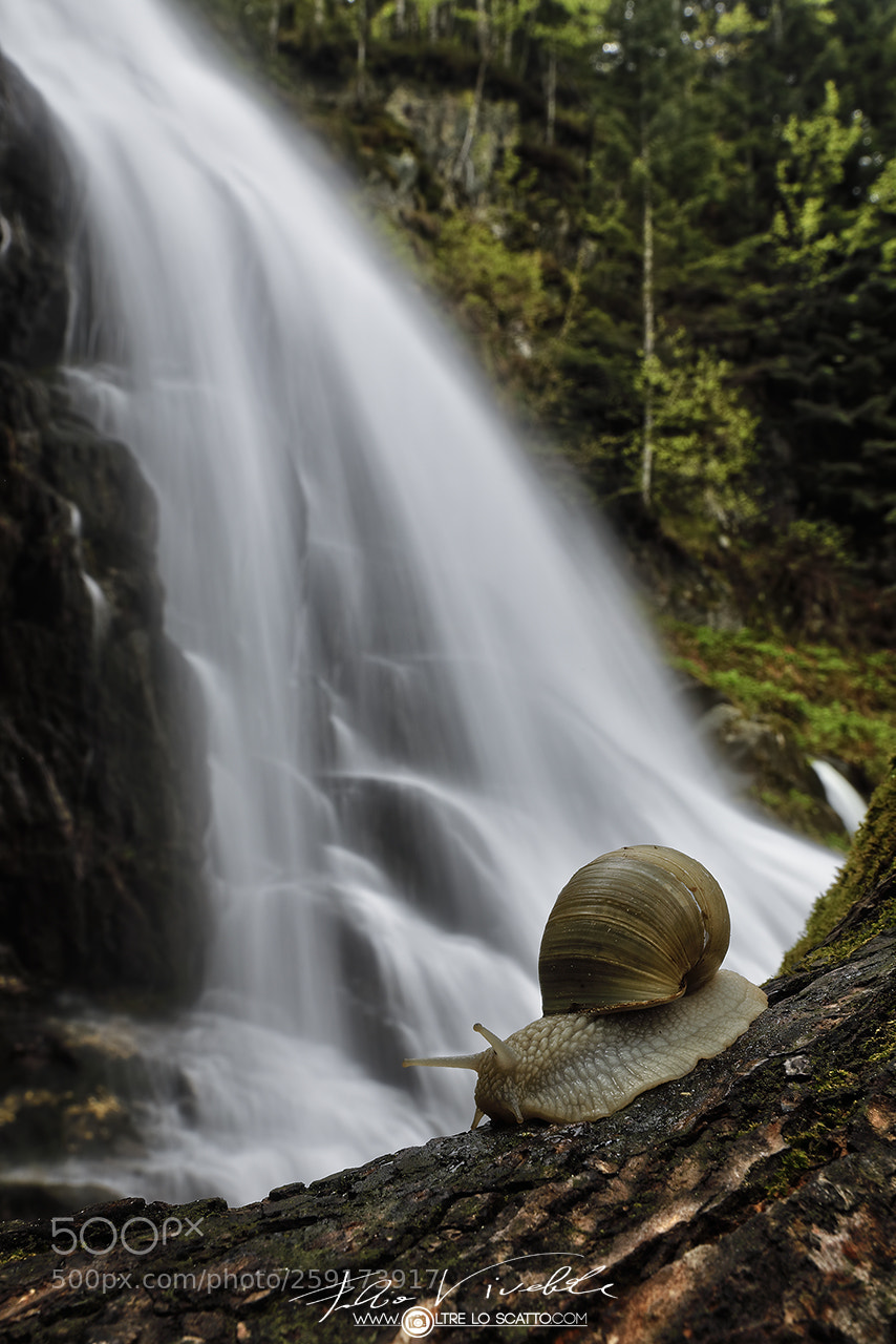 Canon EOS 5D Mark IV sample photo. Helix pomatia photography