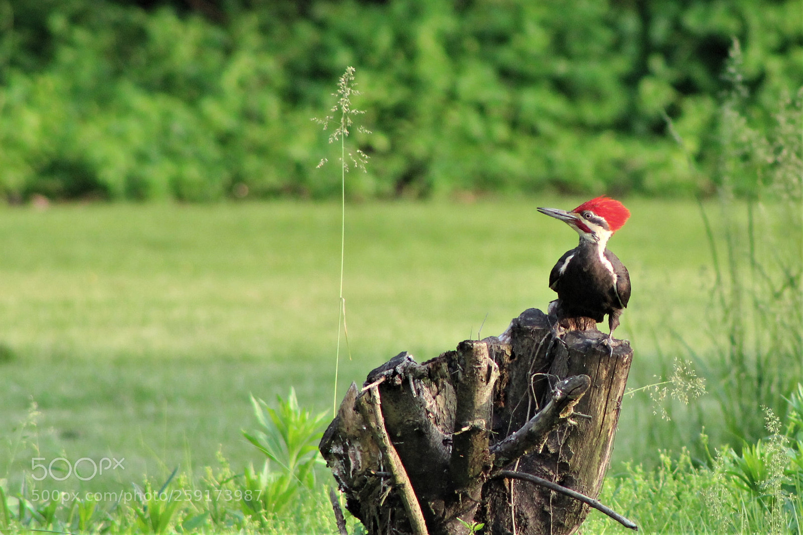 Canon EOS 600D (Rebel EOS T3i / EOS Kiss X5) sample photo. Woody on a stump photography