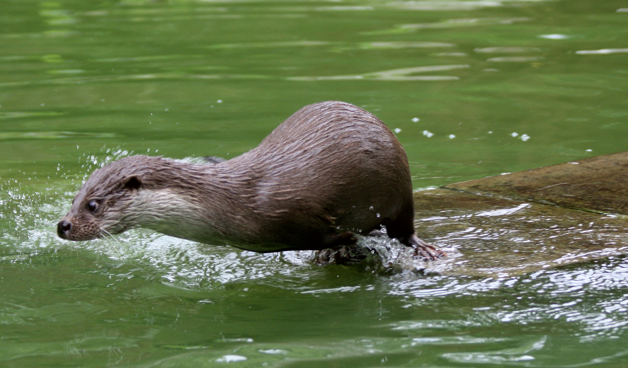 Canon EF 70-300mm F4-5.6 IS USM sample photo. In hurry photography