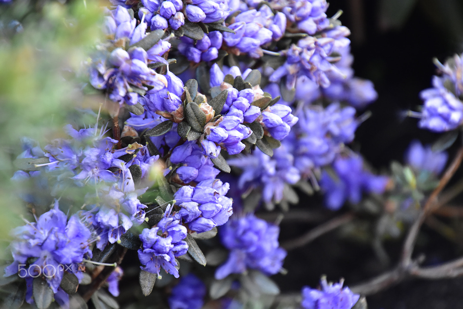 Nikon D5500 sample photo. Macro_12 photography