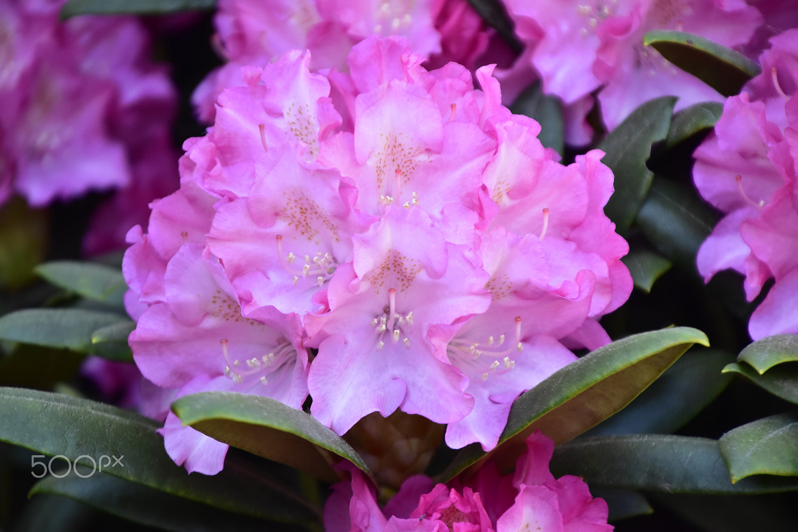 Nikon D5500 sample photo. Macro_13 photography