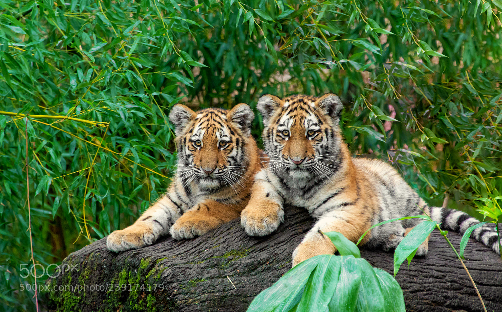 Nikon D7100 sample photo. Tiger cubs photography